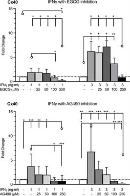 Modulation of expression of Connexins 37, 40 and 43 in endothelial cells in culture